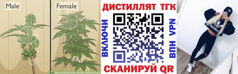 ТГК концентрат  Купить  Новоржев 